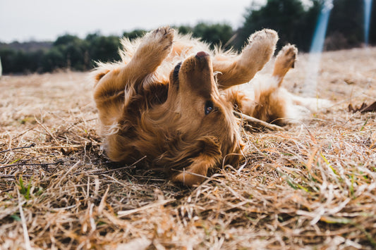 Red Light Therapy: Revolutionizing Pet Health Care